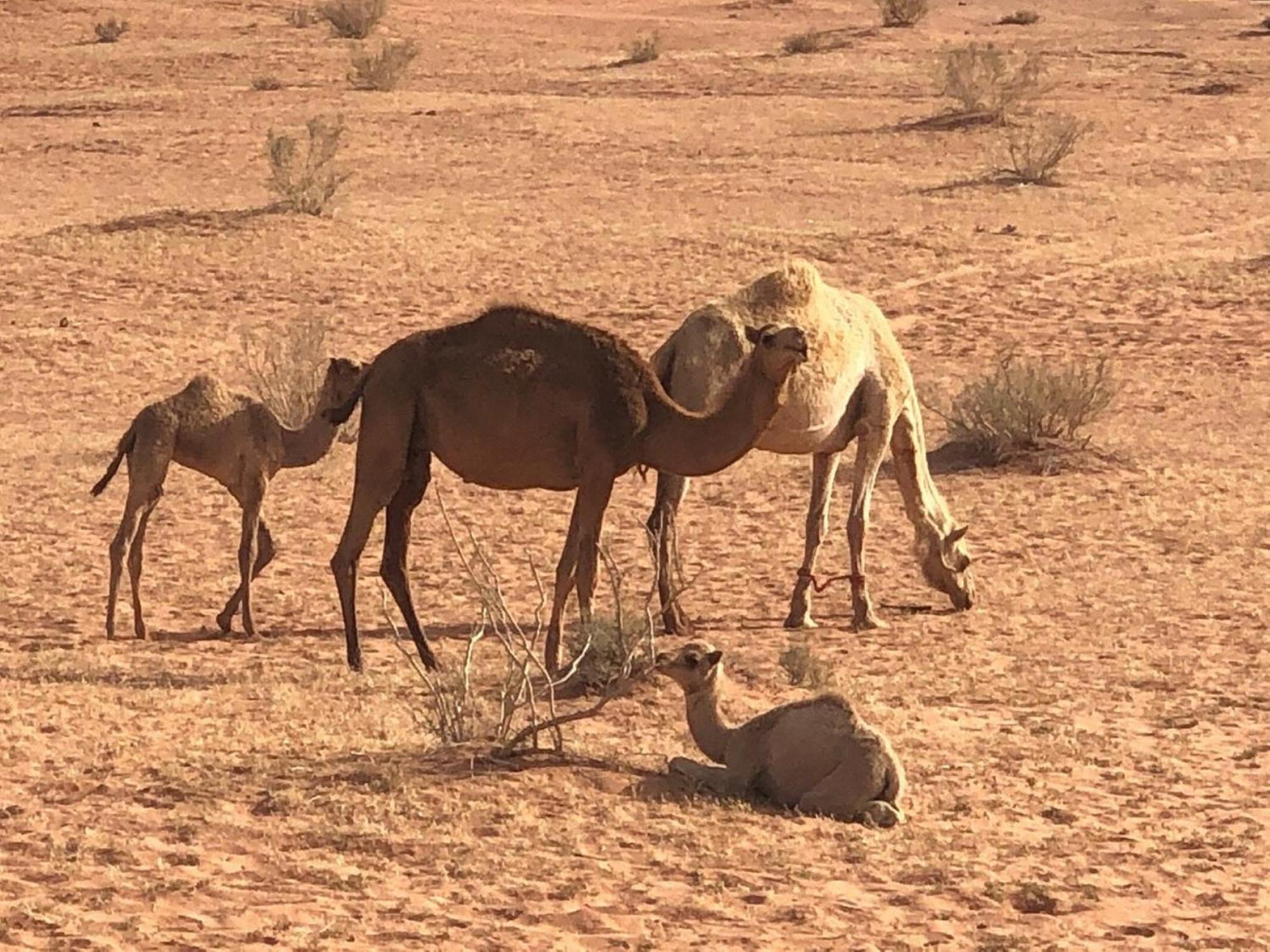 Bed and Breakfast Calm Camp Wadi Rum Exteriér fotografie